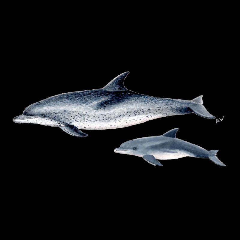 Spotted dolphin - Spotted dolphin - Dauphin tacheté