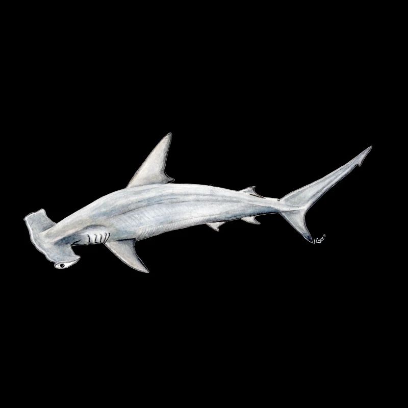 Tiburon martillon - Hammerhead shark - Requin
