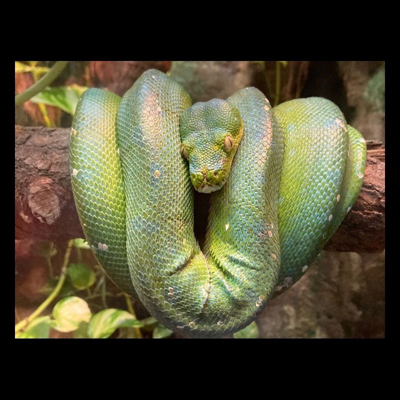 Serpent vert