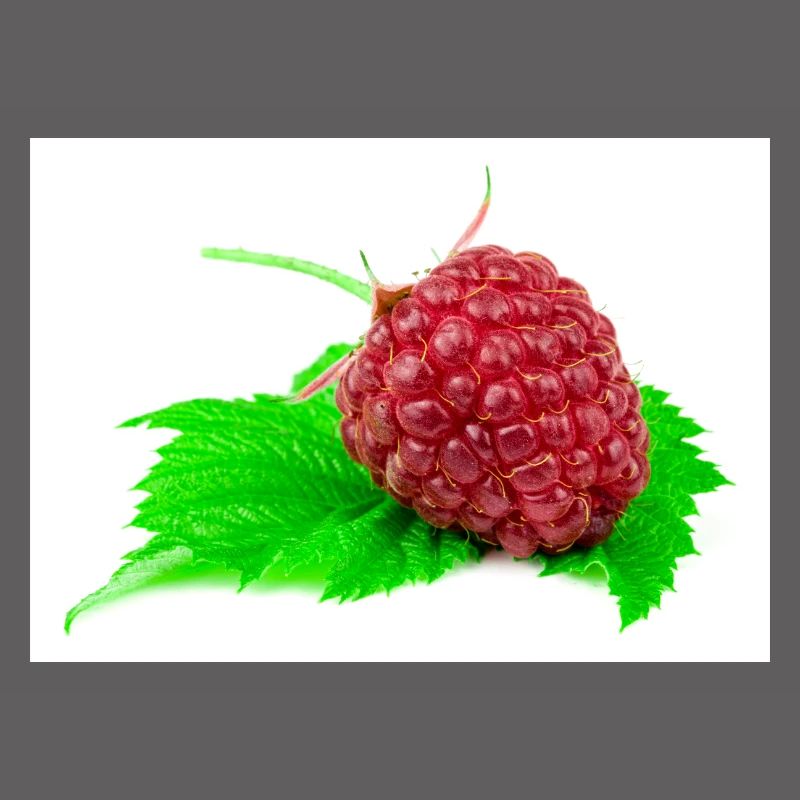 Himbeere. raspberry