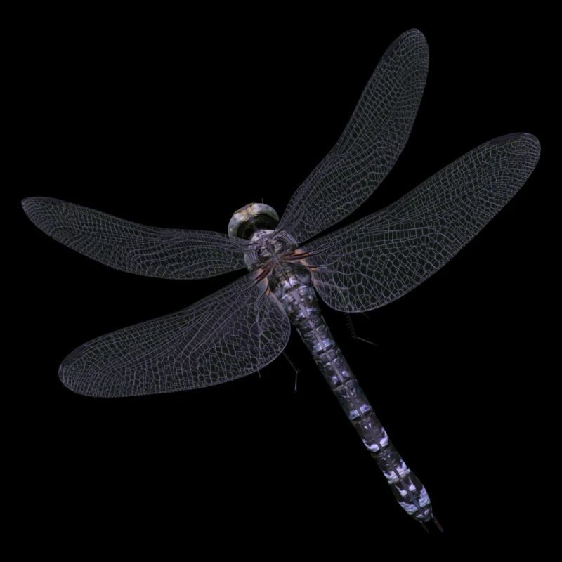 Luciole