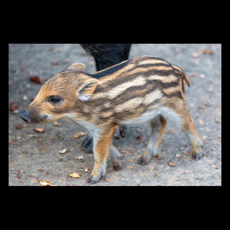 Sanglier (Sus scrofa) dans la forêt