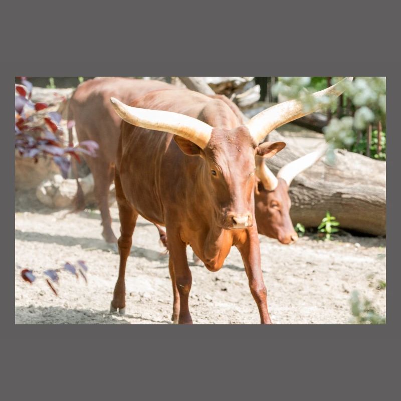 Ankole-Watusi oder Ankole Longhorn Watussirind