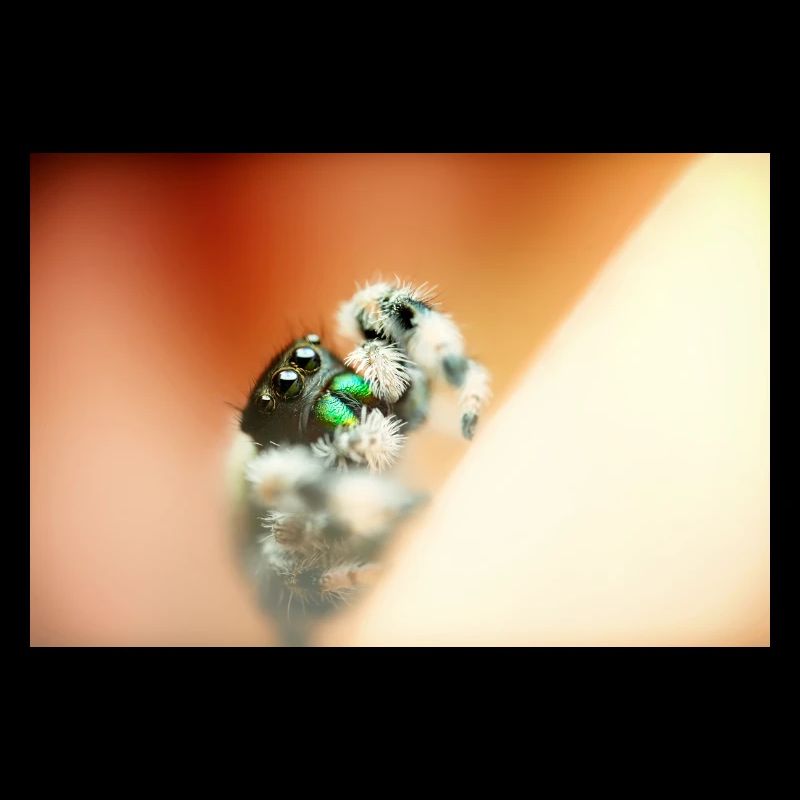 Springspinne, Phidippus regius,jumping spider