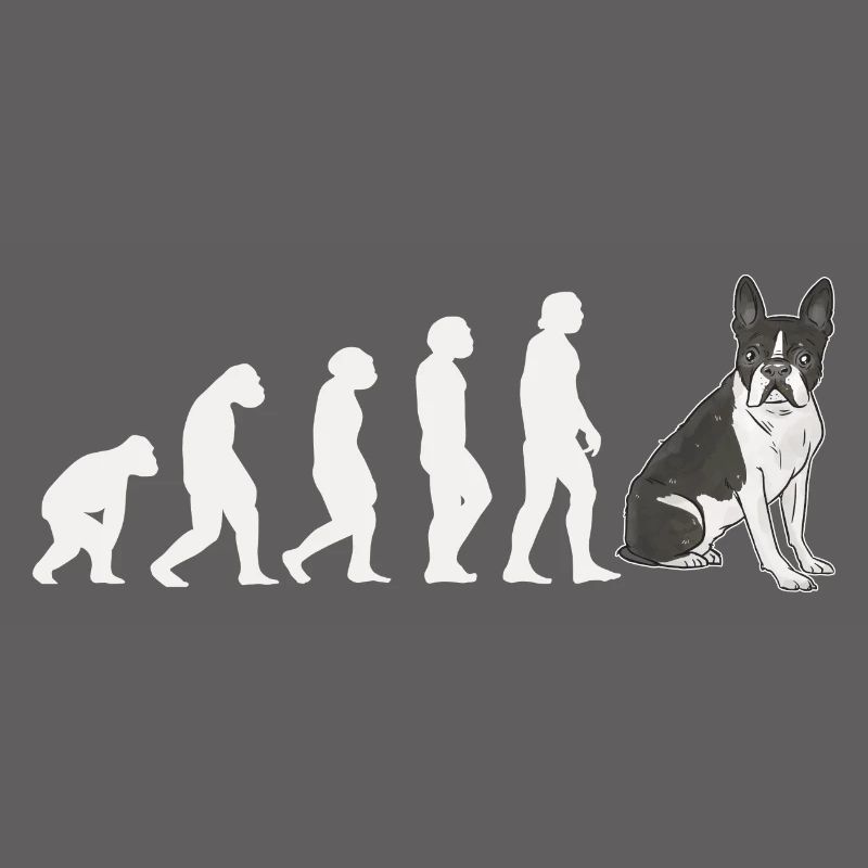 Evolution Boston Terrier