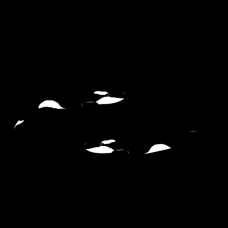 Orca - Wal - Killerwal