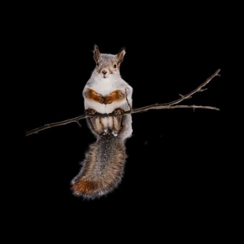 squirrel - Eichhörnchen