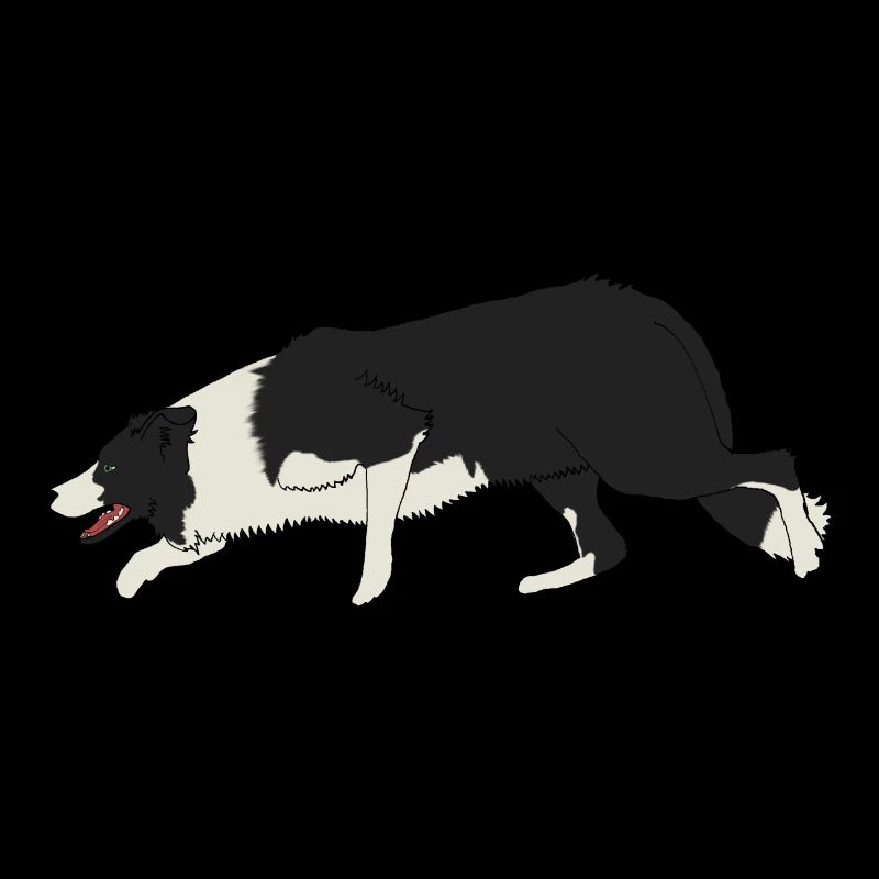 BORDER COLLIE