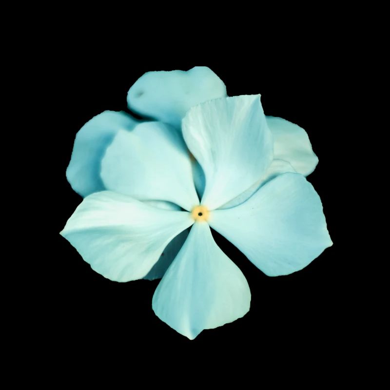 blaue Blume