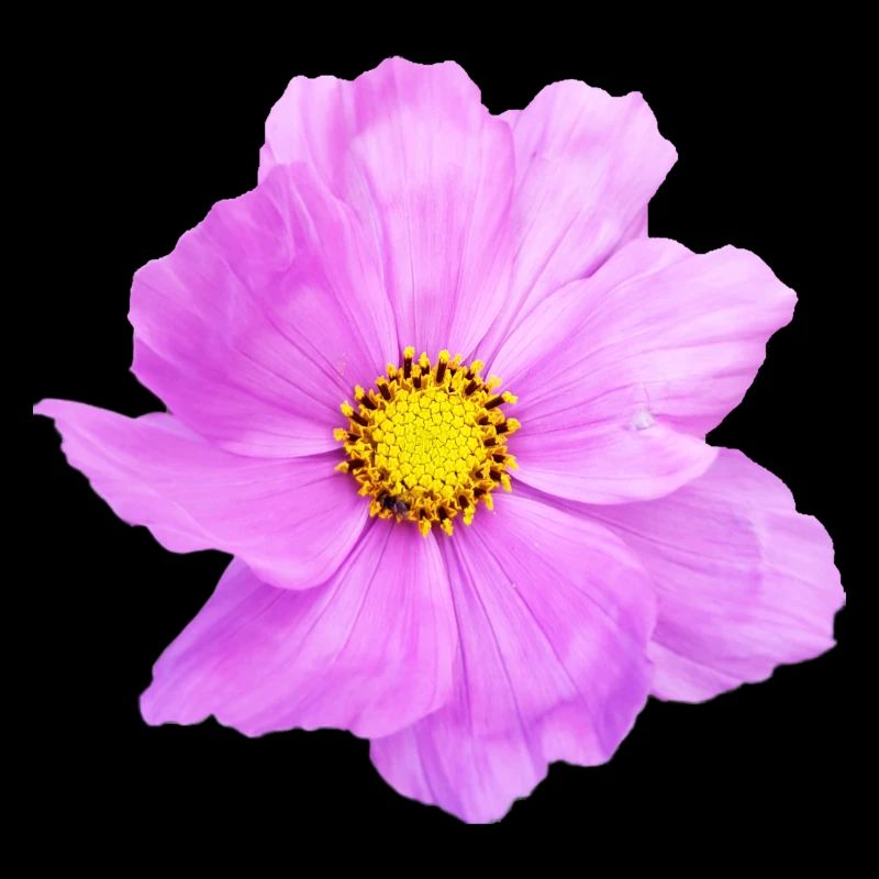 Fleur, floral, fleurs, fleur