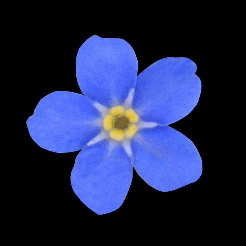 forget-me-not