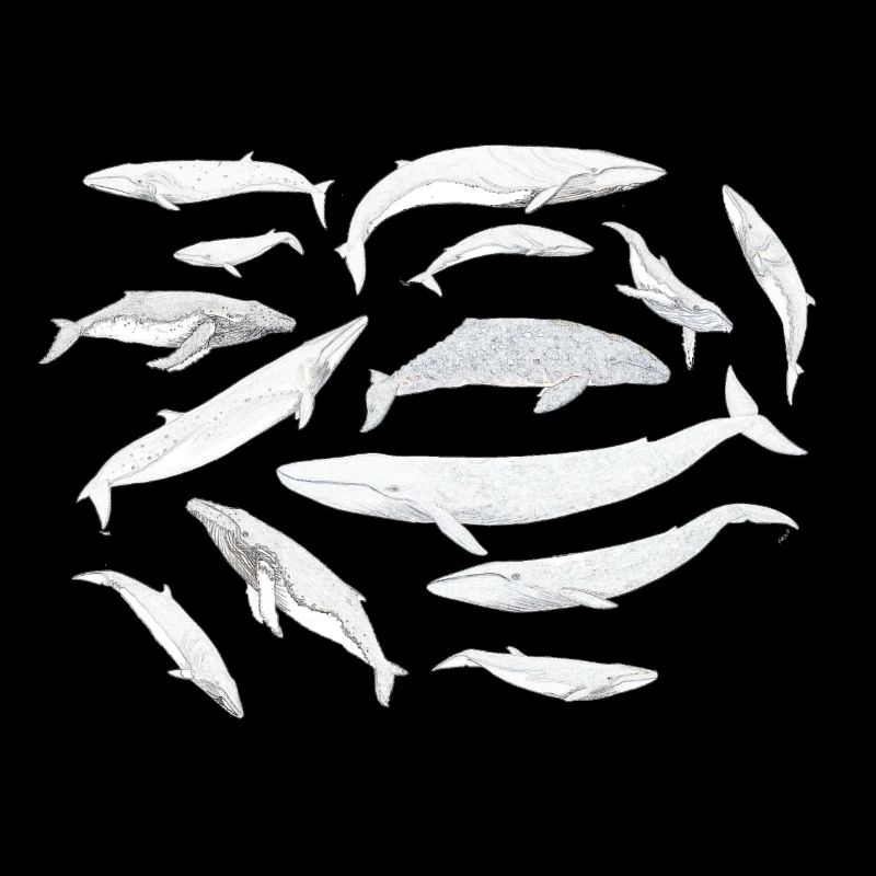 Wale - Baleines - Wale