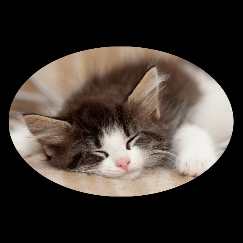 Sleeping cat