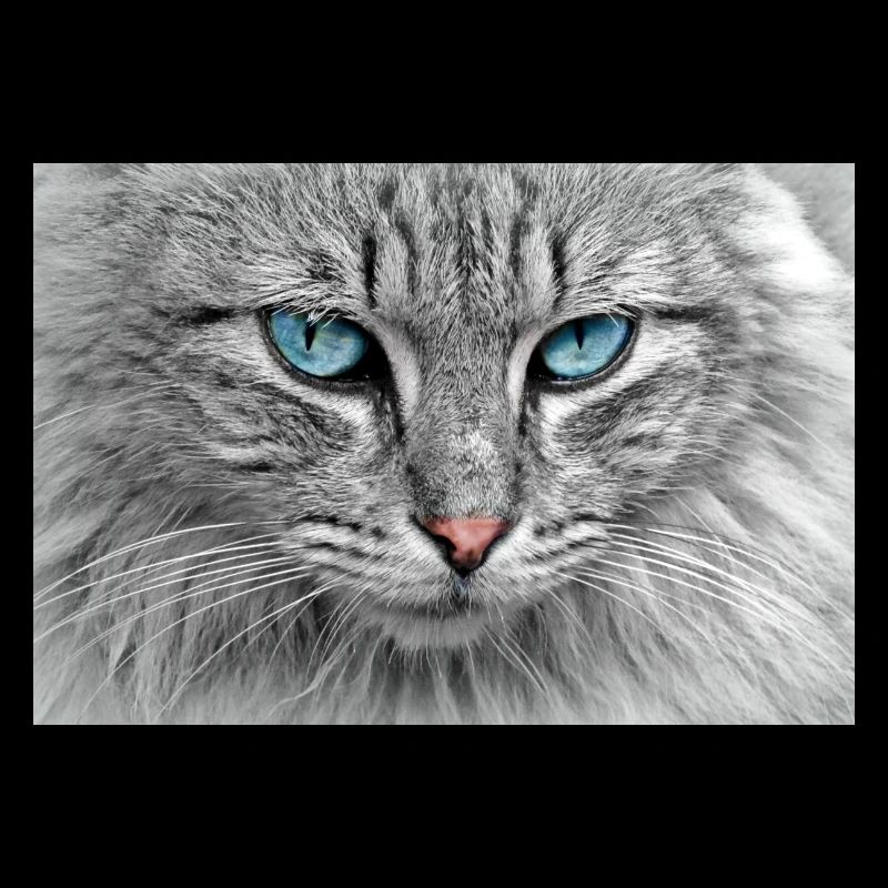Katze
