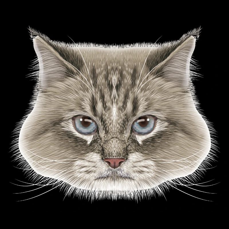 Sibirische Katze 