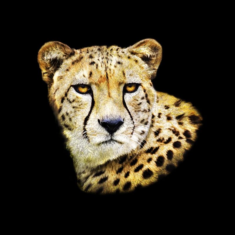 Cheetah