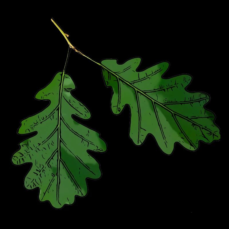 Eichenblatt Eichen Blatt