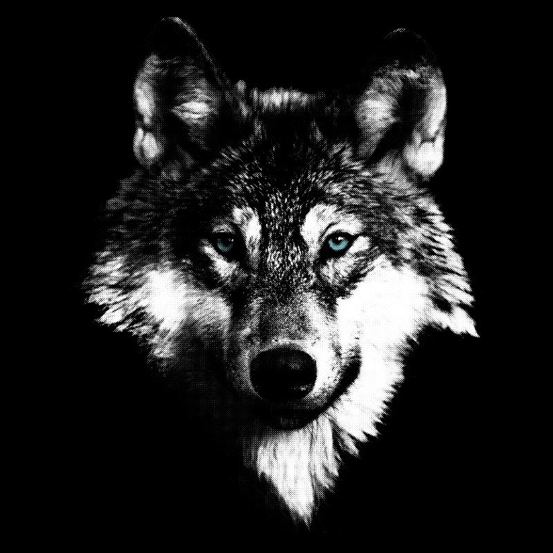 Wolf wolf head