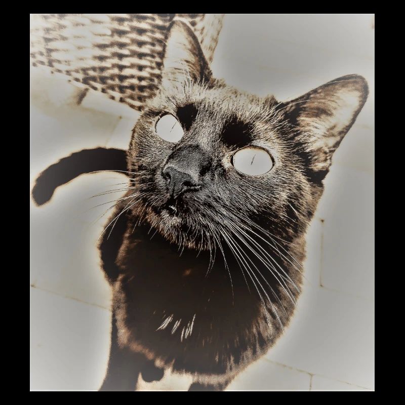 Chat noir