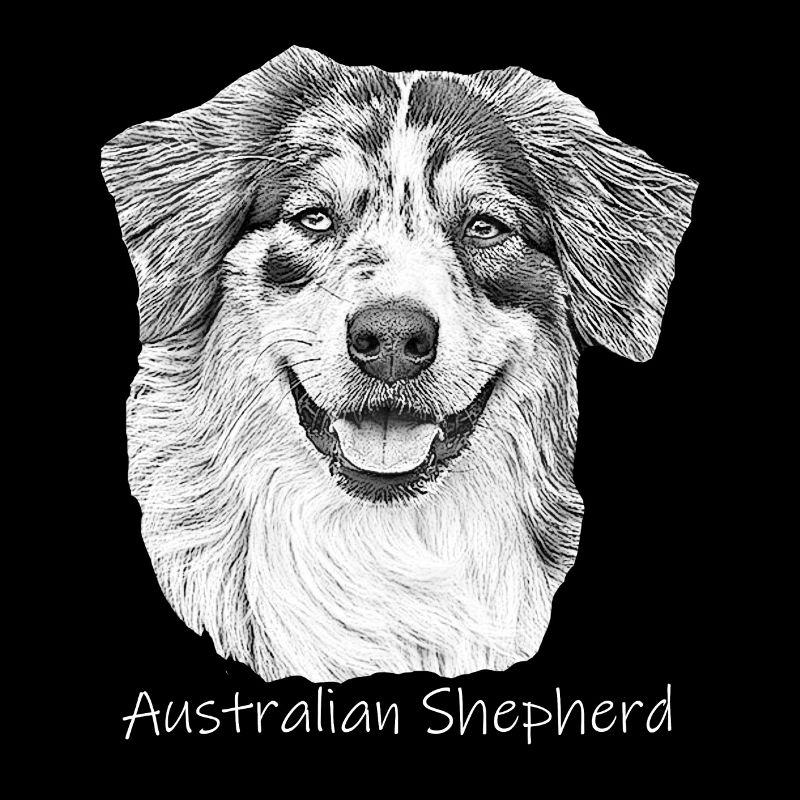 Australien Shepherd zeichnung Gassi Hund Shepherd