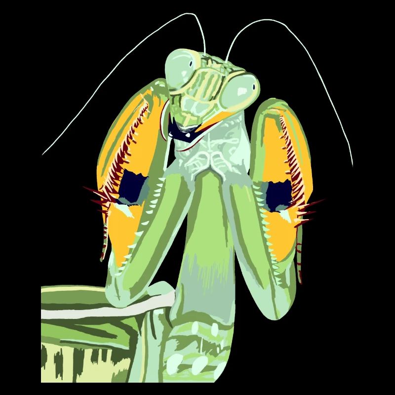 Mantis religiosa praying mantis from the front