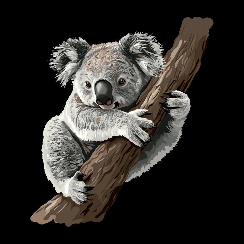 Koalabär, Koala in Australien
