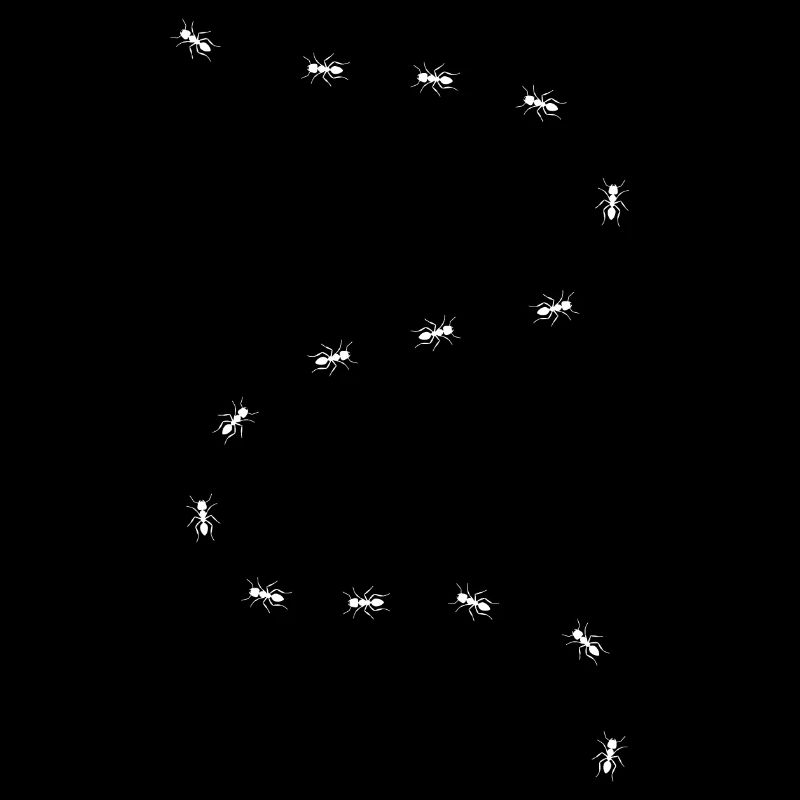 Fourmi - Chemin des fourmis