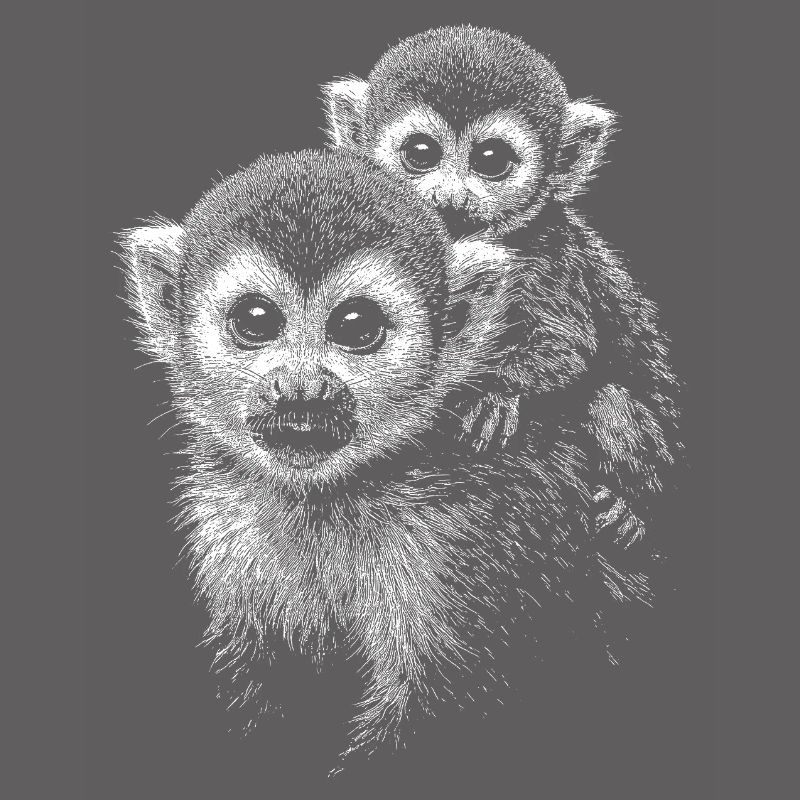 Squirrel monkey