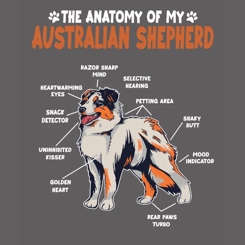 Australian Shepherd Aussie Anatomie Aussie