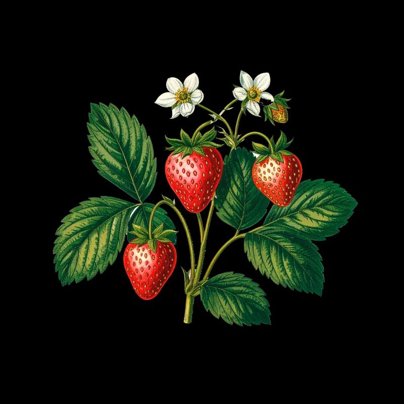 erdbeeren,vintage,retro,zeichnung,malerei