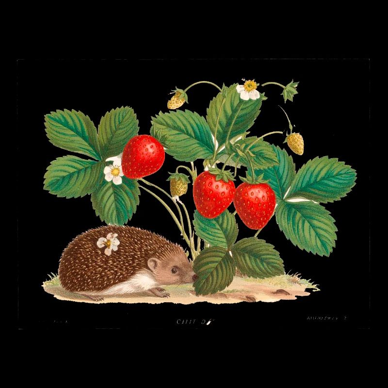 fraises, vintage, rétro, dessin, hérisson