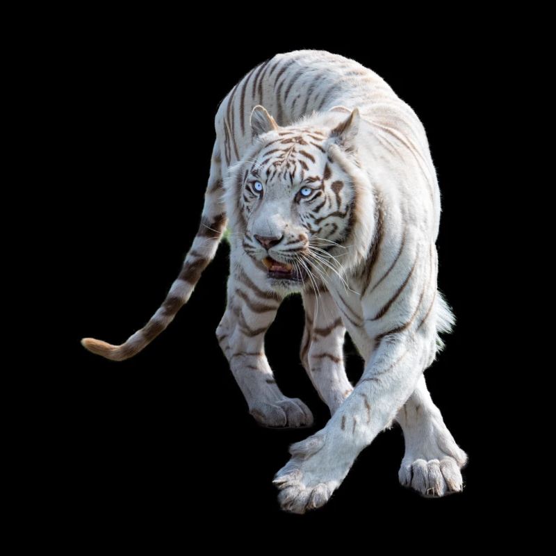 tiger exempted