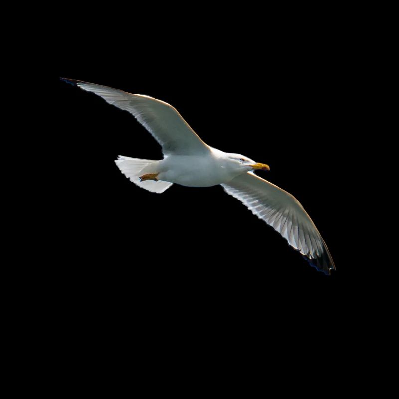 seagull in flight