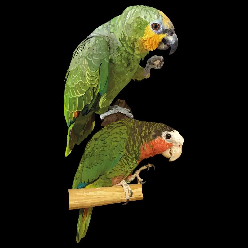 Perroquets