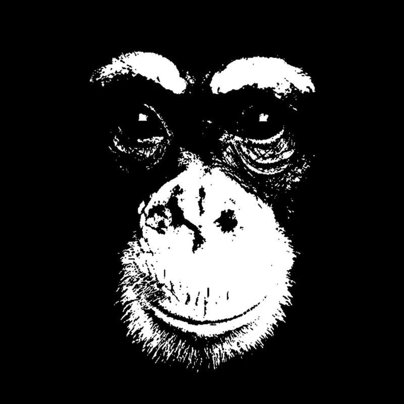 Schimpanse - Chimp - Chimpanzee
