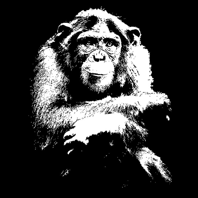 Schimpanse - Chimp - Chimpanzee