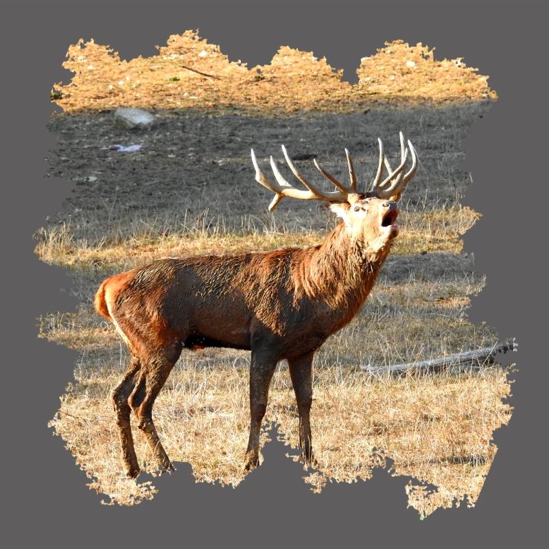 Ein röhrender Hirsch im Spätherbst