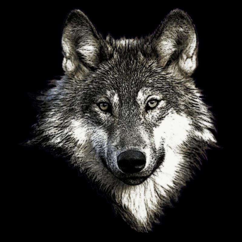 Visage de loup