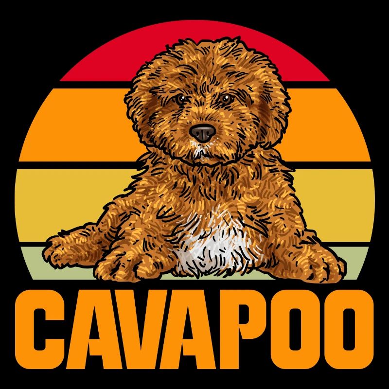 Cavapoo Cavoodle Capoodle Chien