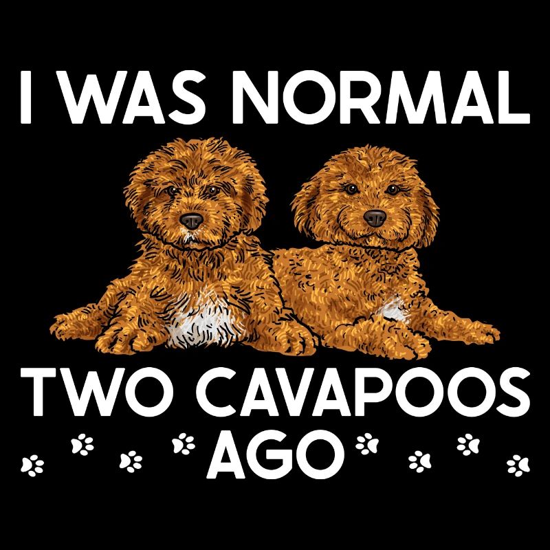Cavapoo Cavoodle Capoodle Dog