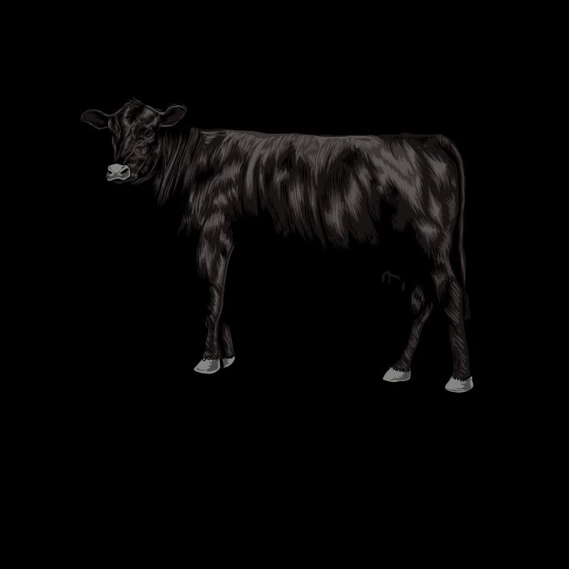 Dessin d’une vache Black Angus