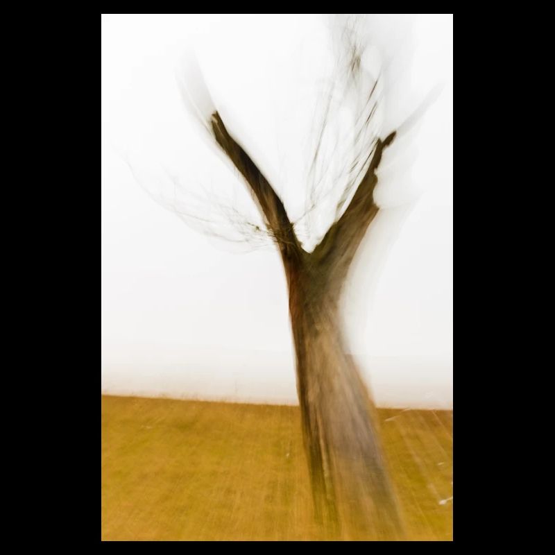 Les fourches de tronc d’arbre mort