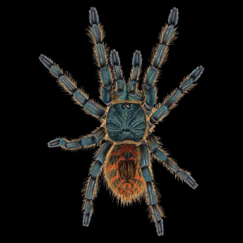 spider tarantula Illustration without shadow