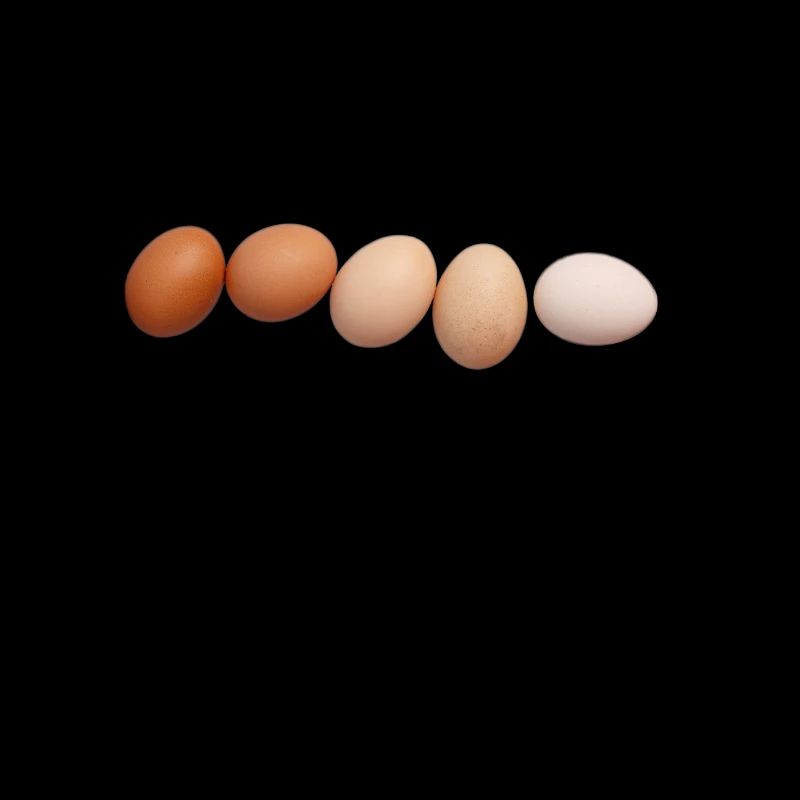 Eier