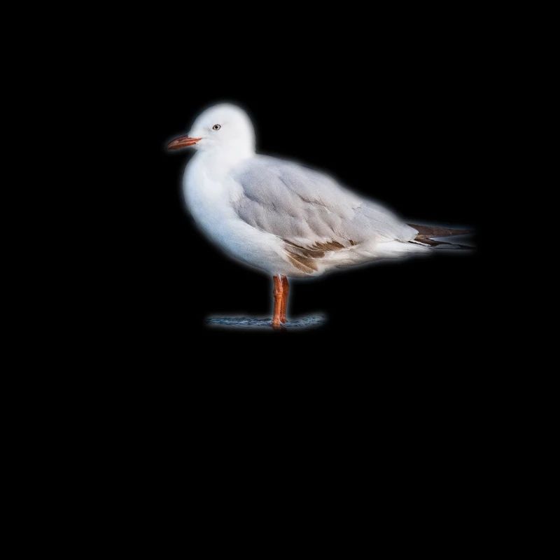 Möwe