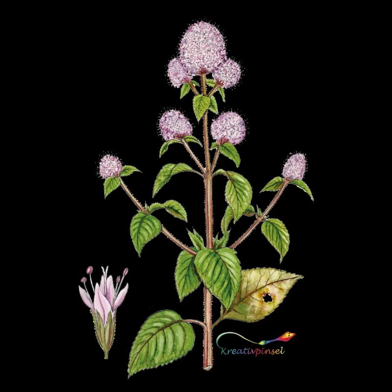 Water mint