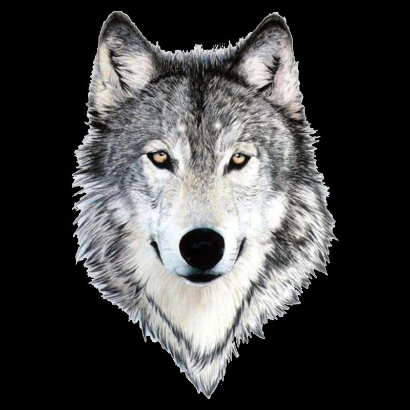 wolf wolf