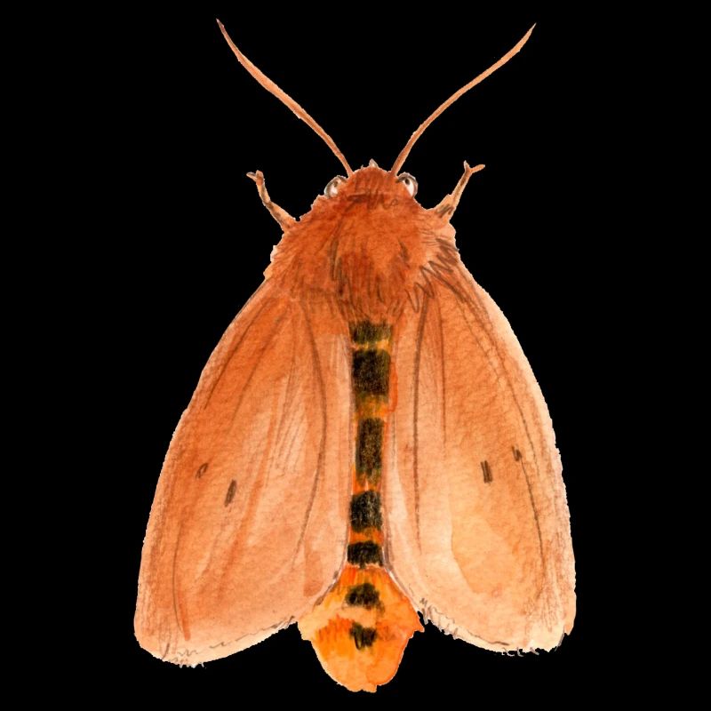 ruby tiger