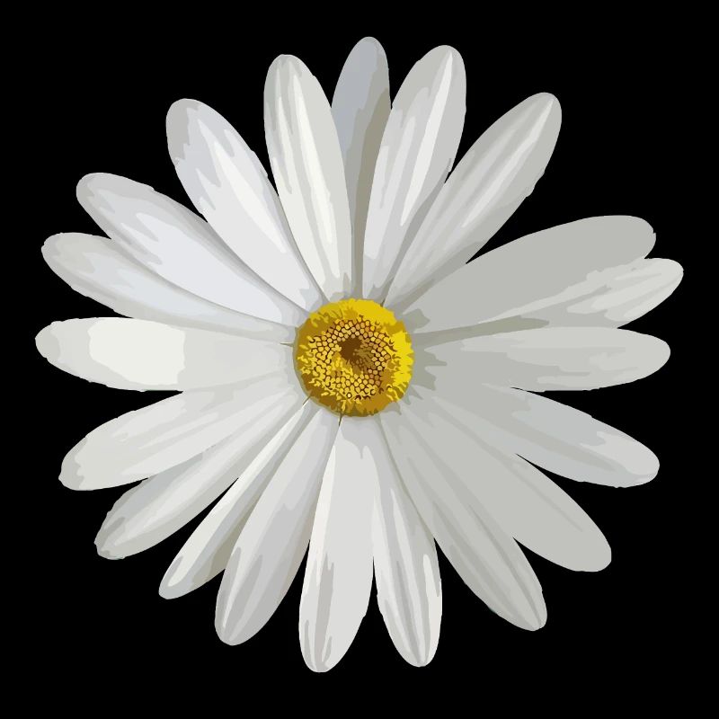 Gänseblümchen