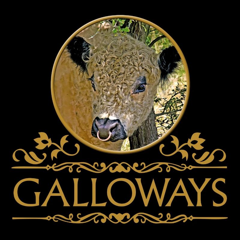 Galloway Stier. Galloway Bulle
